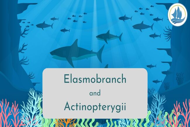What is Actinopterygii  and Elasmobranch?